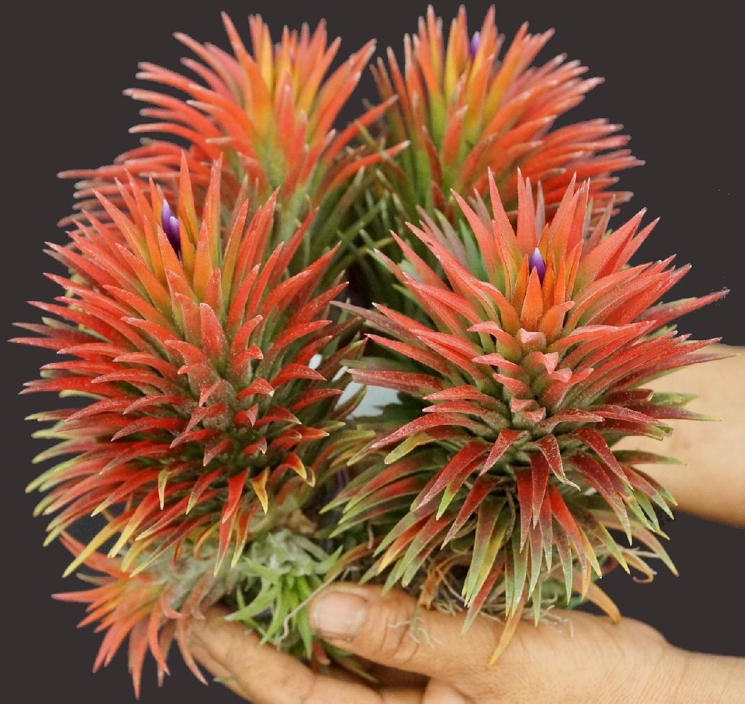 Bromeliads in Australia - Tillandsia Christmas Flame