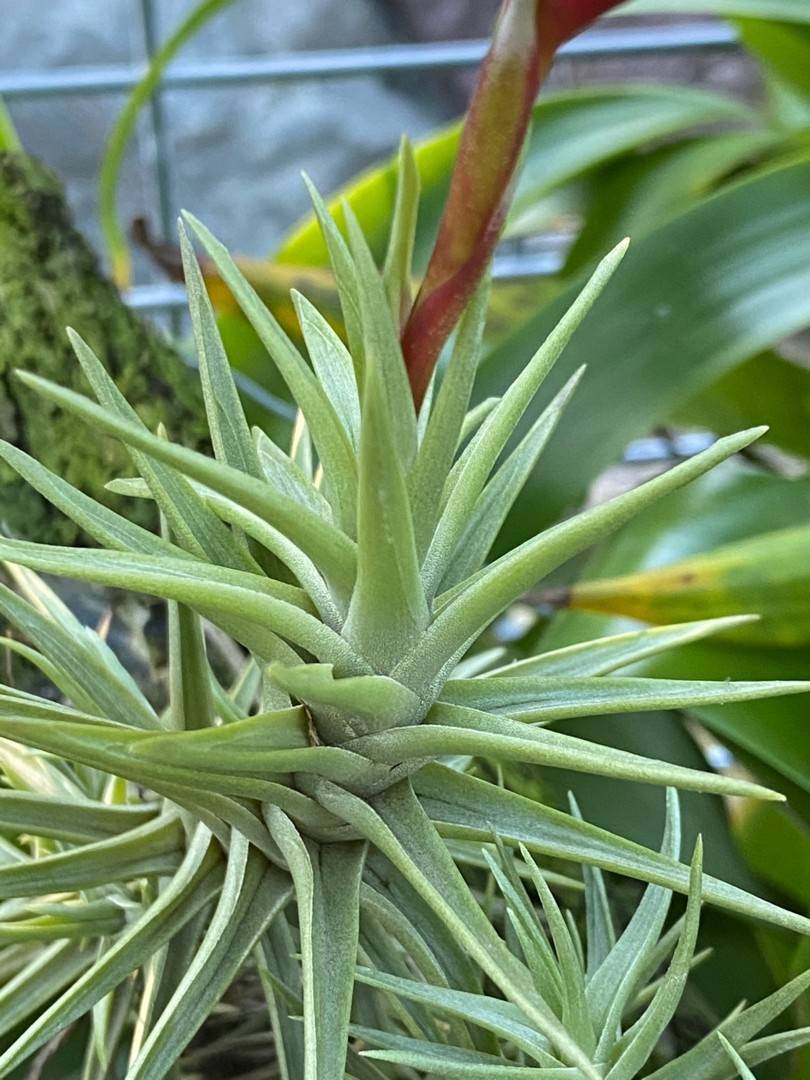 Tillandsia 'Cocoensis