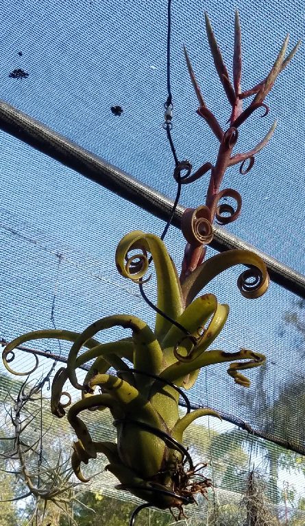 Bromeliads in Australia - Tillandsia Curly Slim