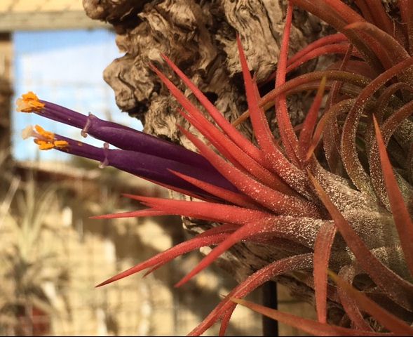 Bromeliads in Australia - Tillandsia Curly Top