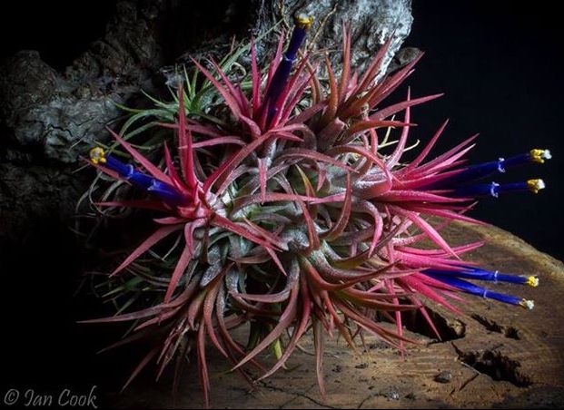 Bromeliads in Australia - Tillandsia Curly Top