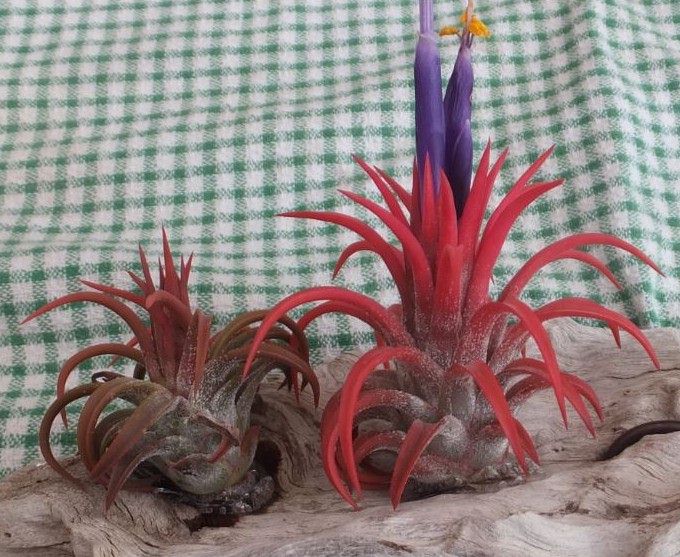Tillandsia Curly Fatso (Tillandsia streptophylla x