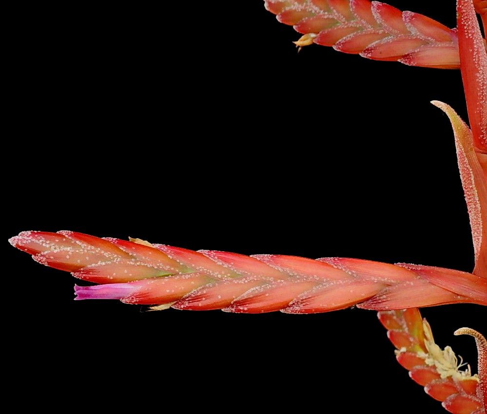 Bromeliads in Australia - Tillandsia Dotterer