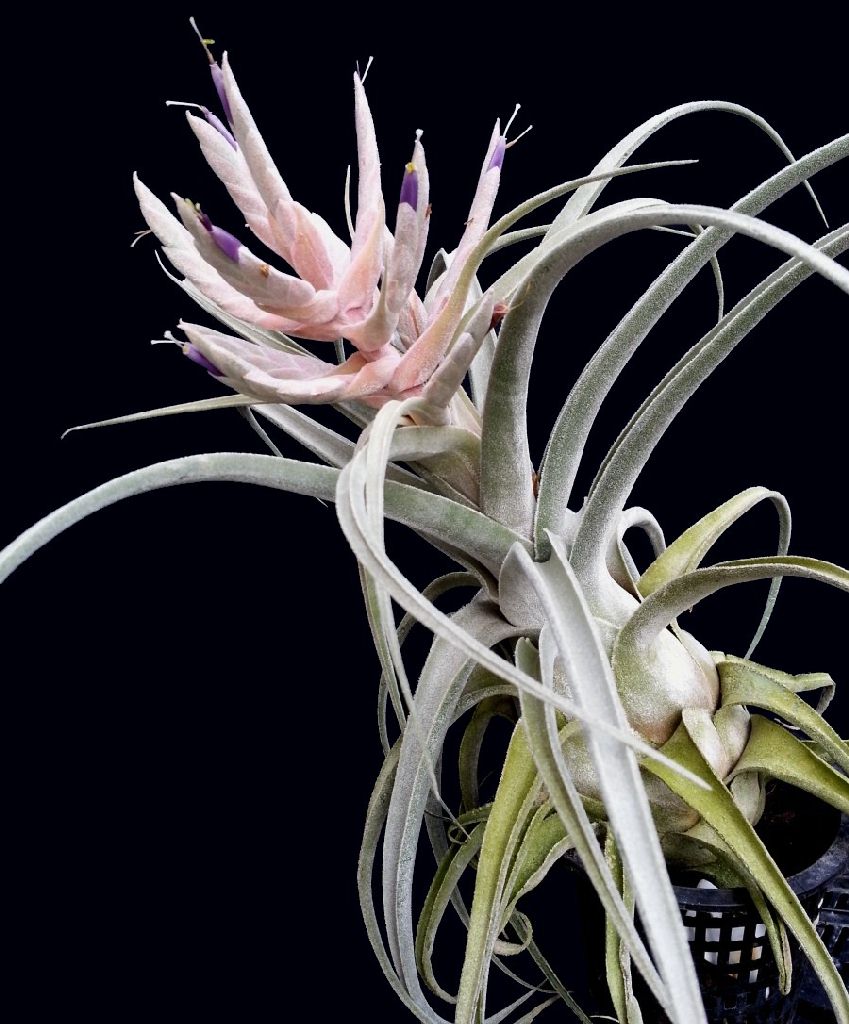Bromeliads in Australia - Tillandsia Lucille Bromeliads in Australia - Tillandsia Lucille