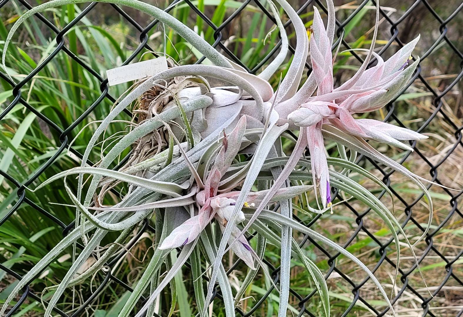 Bromeliads in Australia - Tillandsia Lucille Bromeliads in Australia - Tillandsia Lucille