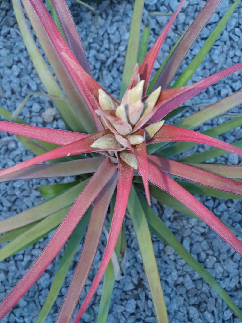 Bromeliads in Australia - Tillandsia Mayra