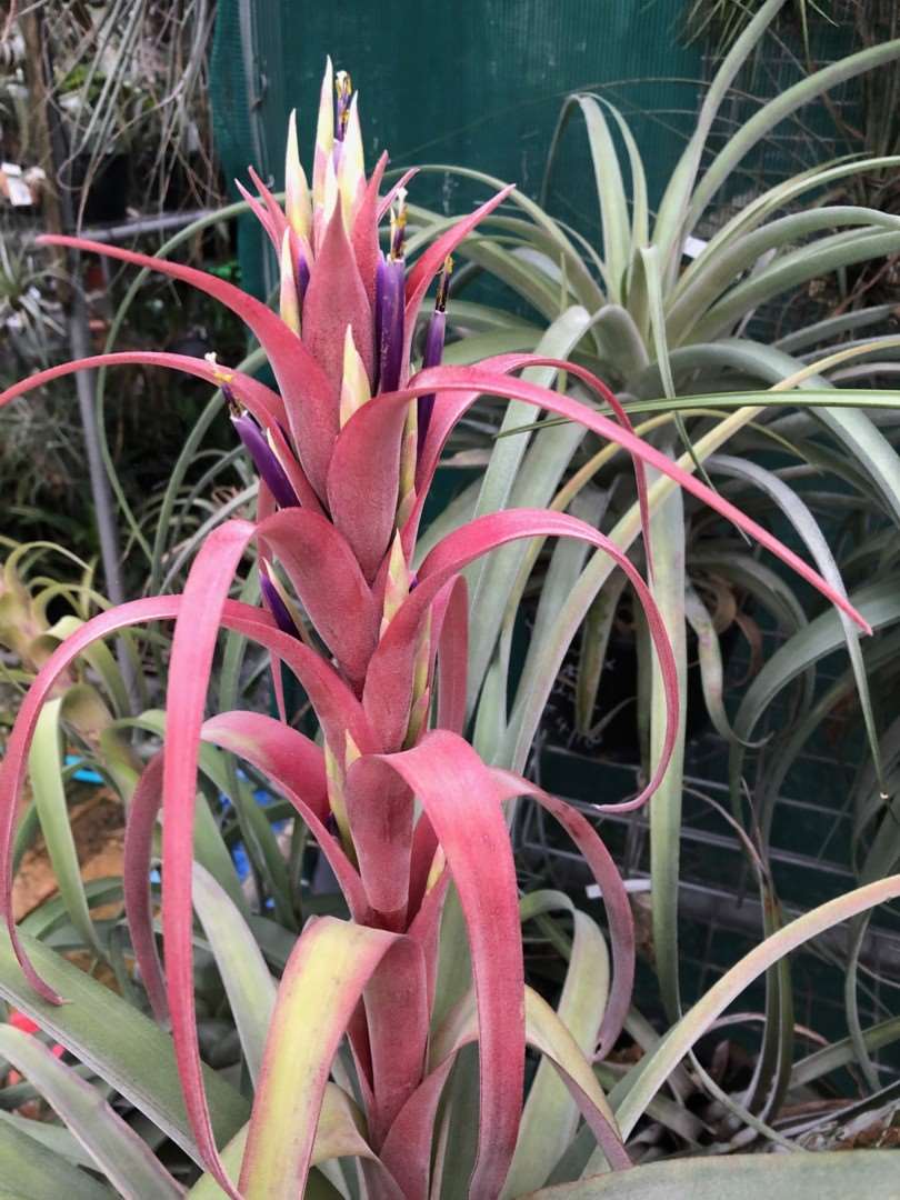Bromeliads in Australia - Tillandsia Mayra