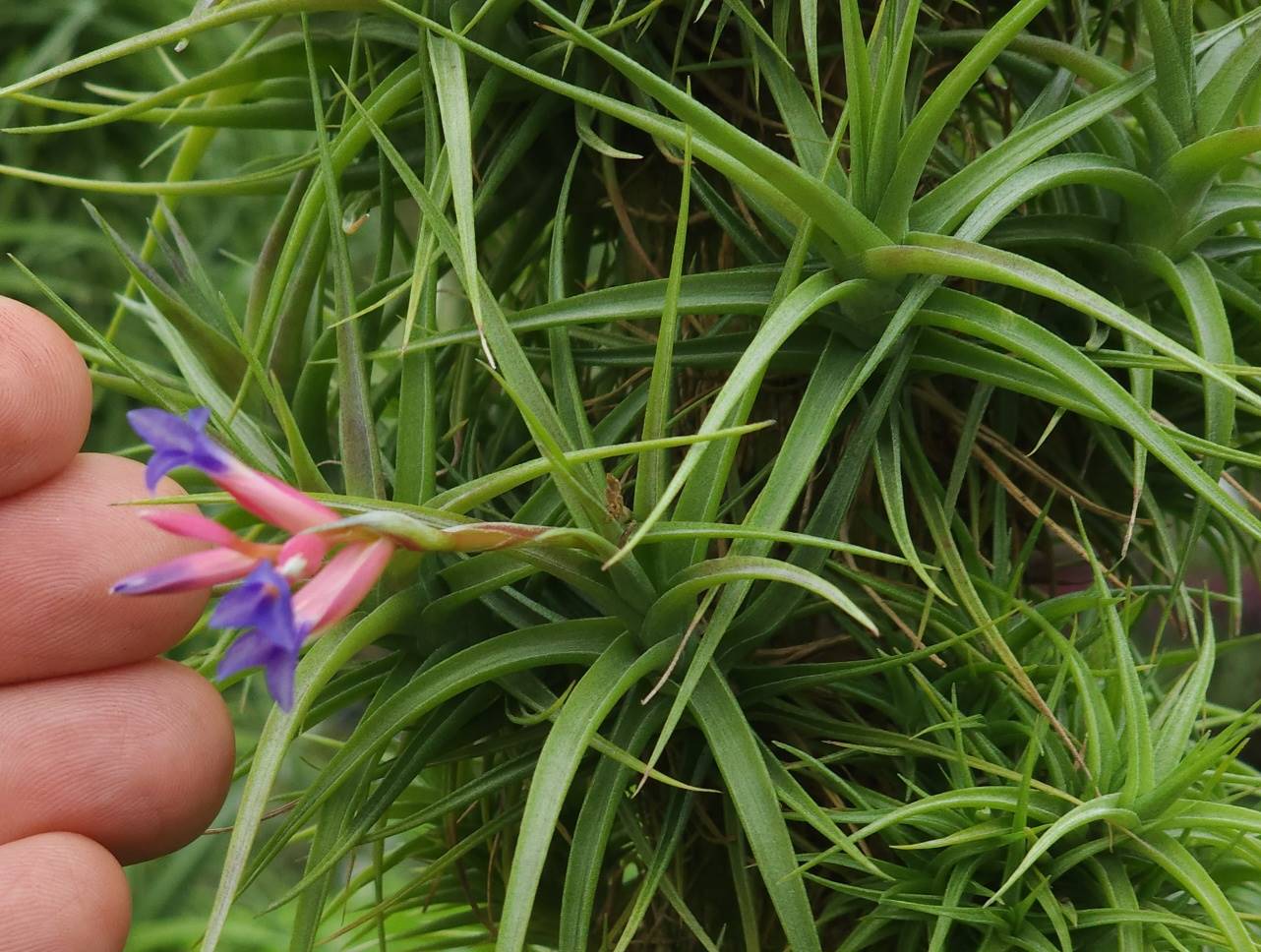 Bromeliads in Australia - Tillandsia Miniata