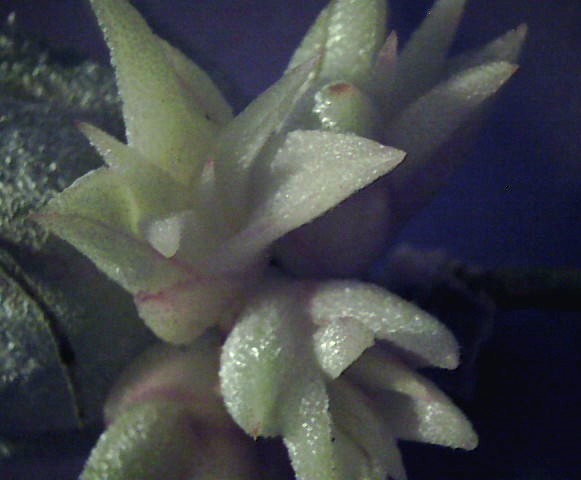 Bromeliads in Australia - Tillandsia Minnie White