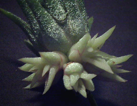 Bromeliads in Australia - Tillandsia Minnie White