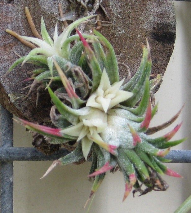 Bromeliads in Australia - Tillandsia Minnie