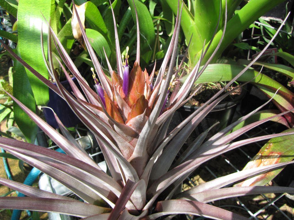 Bromeliads in Australia - Tillandsia Nellie Rose