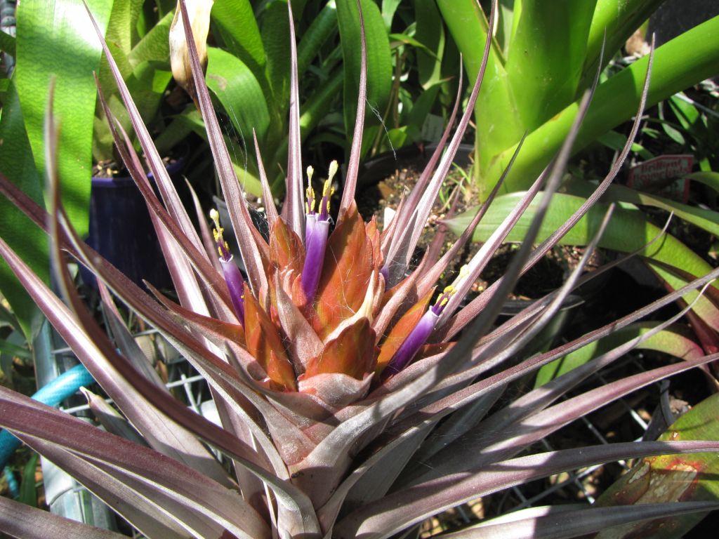 Bromeliads in Australia - Tillandsia Nellie Rose