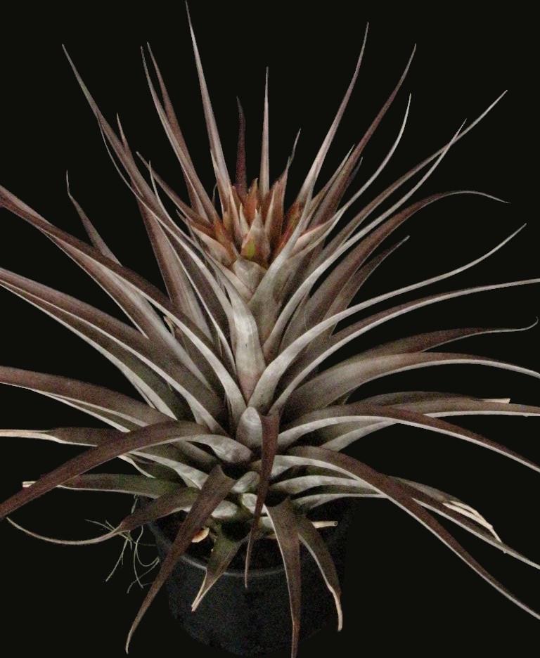 Bromeliads in Australia - Tillandsia Nellie Rose