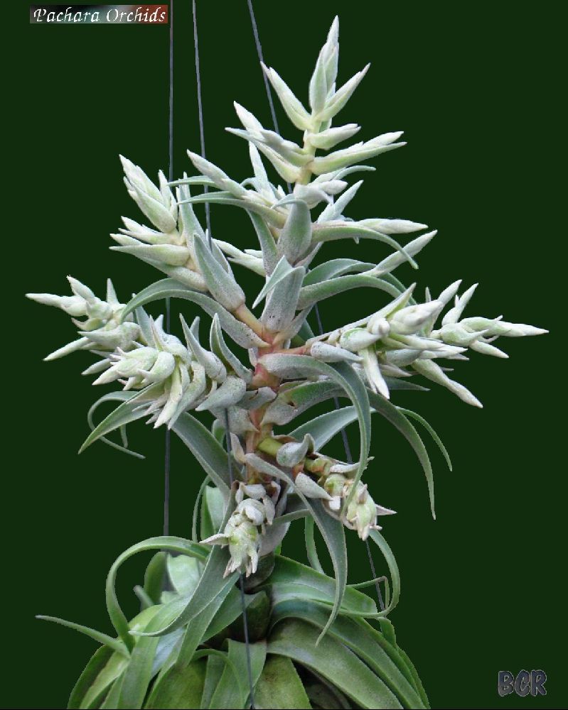 Bromeliads in Australia - Tillandsia Pachara Snow Flake