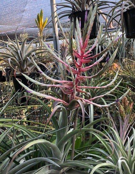 Bromeliads in Australia - Tillandsia Pachara Snow Flake