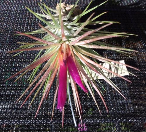 キューハイ様　TillandsiaII by Paul T. Isley III tillandsia-ii-by-paul-t-isley-