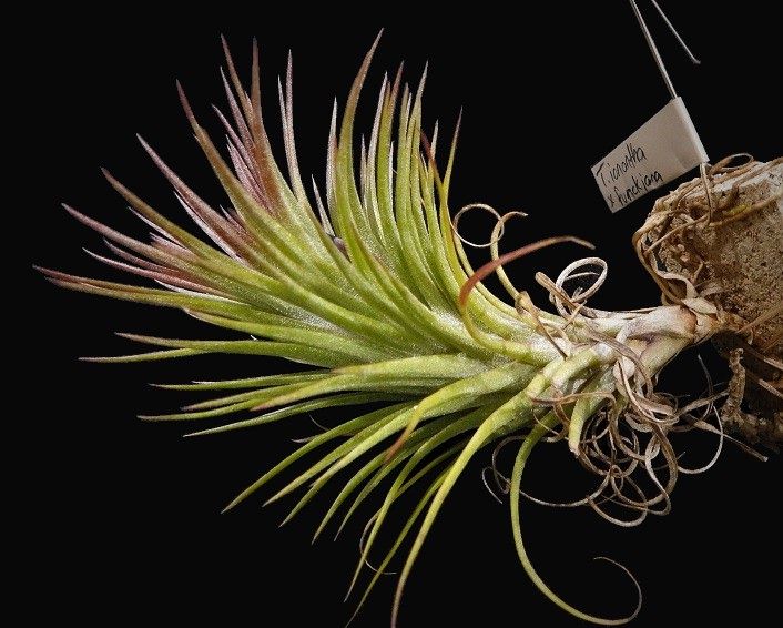 Tillandsia - funckiana x ionantha ex. BG - Air Plant Decor