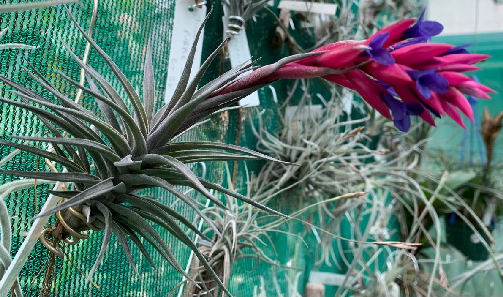 Bromeliads in Australia - Tillandsia Purple Gem