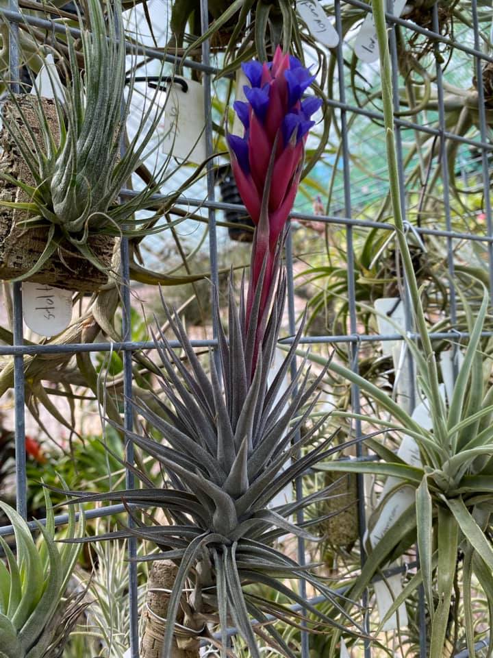 Bromeliads in Australia - Tillandsia Purple Gem