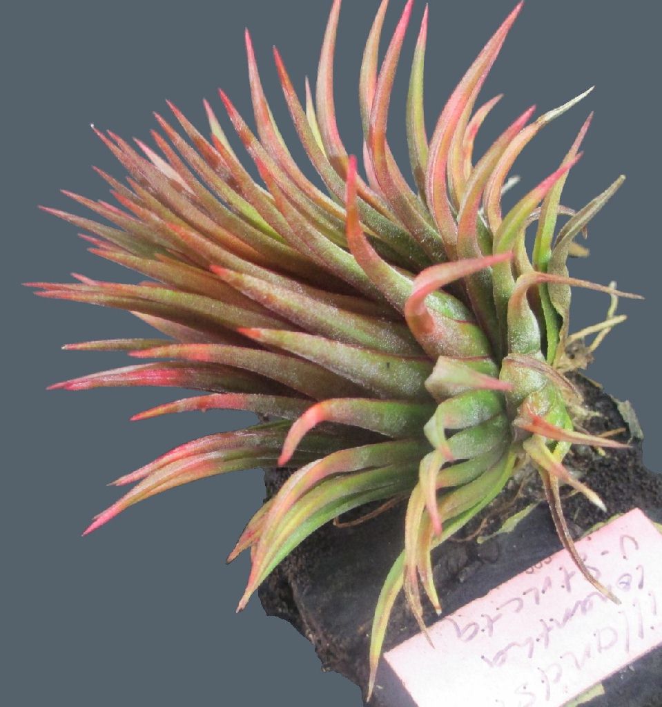 Ionantha ‘Rosita’ <br> Small Species 1"-2" 