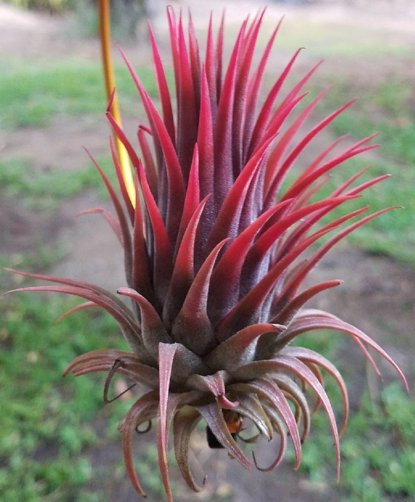 ティランジア イオナンタストリクタ クランプ Tillandsia
