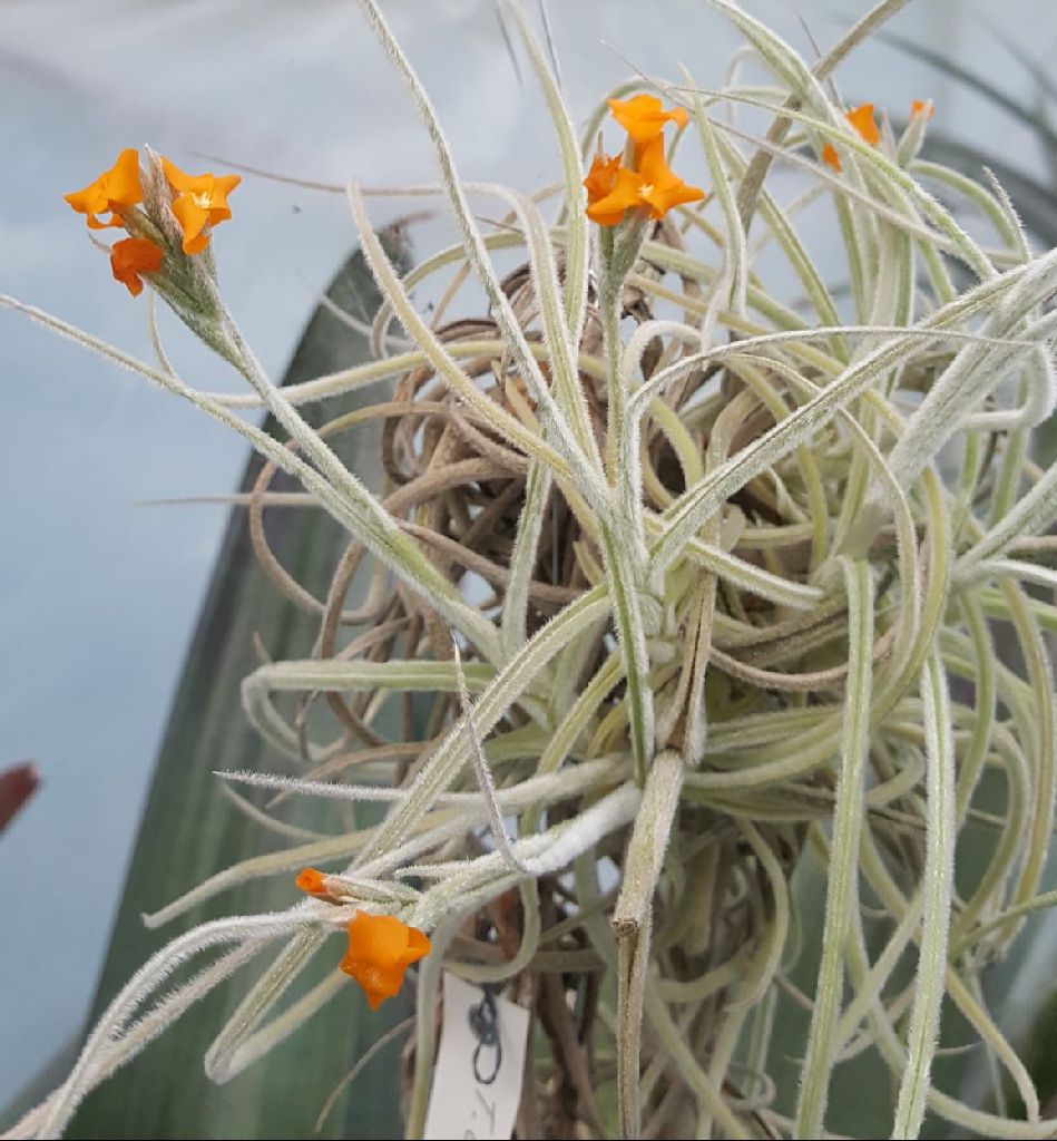 Tillandsia crocata orange