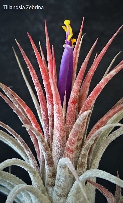 Bromeliads in Australia - Tillandsia Zebrina