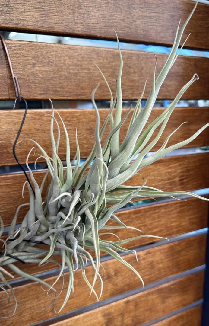 Tillandsia paleacea ‘Zik Zak' PROD Bromeliads in Australia - Tillandsia Zik Zak
