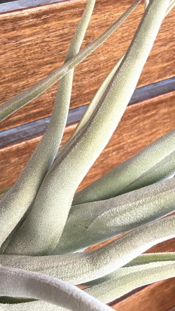 Bromeliads in Australia - Tillandsia Zik Zak