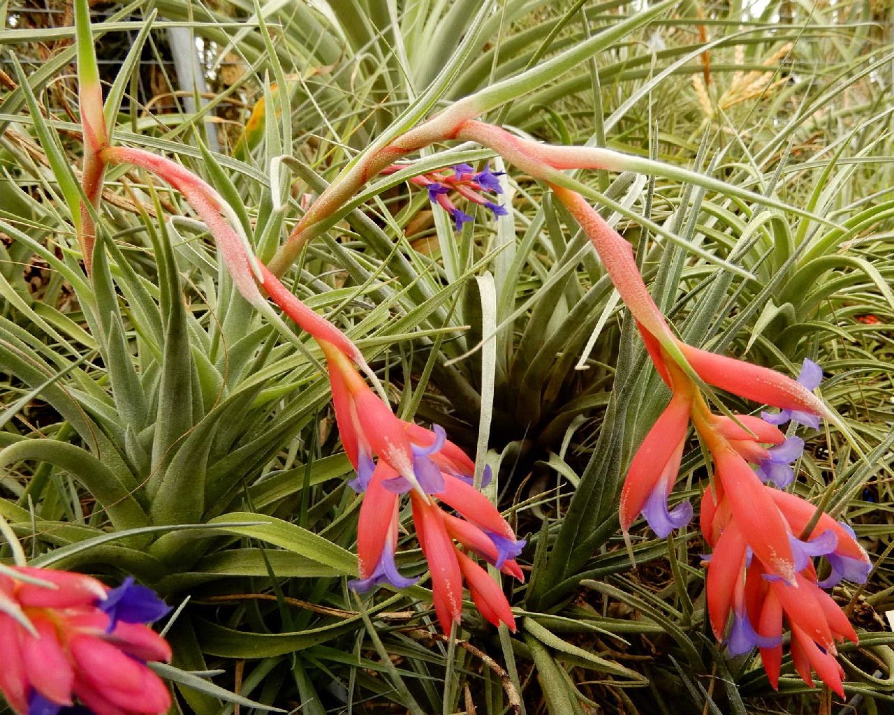 Tillandsia aeranthos