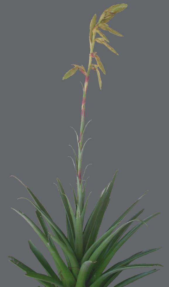 超歓迎 Tillandsia HR 実生 その② angulosa 植物/観葉植物 - www 