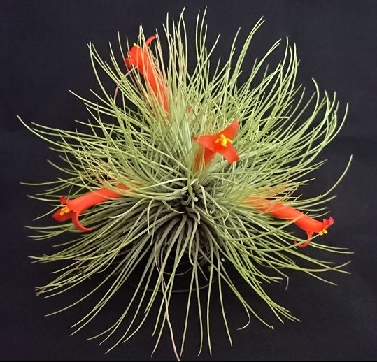 Tillandsia andreana