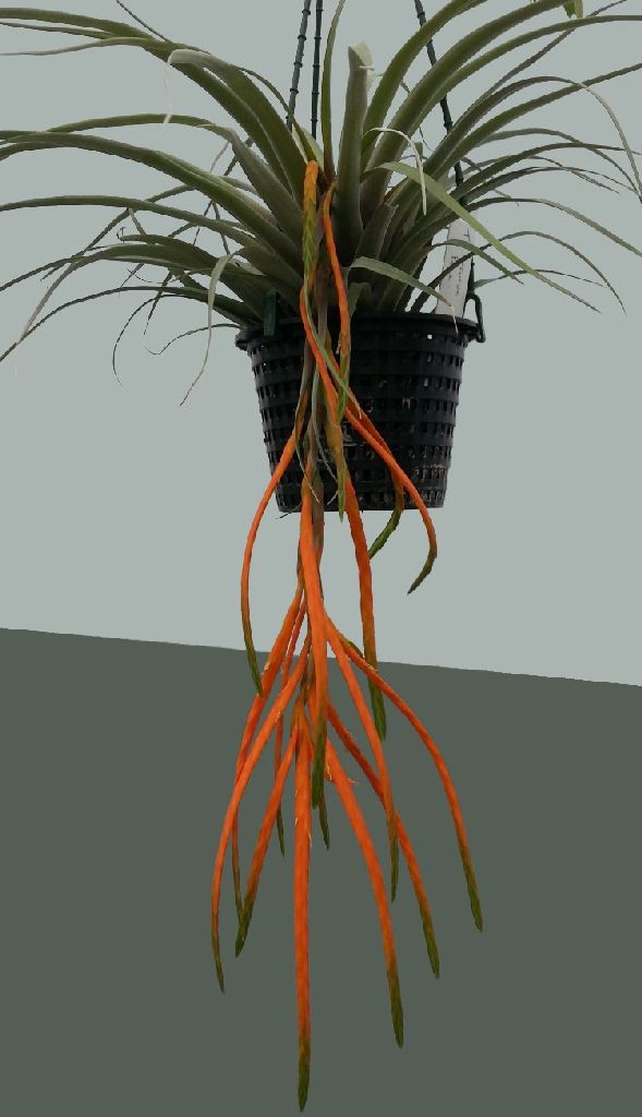 現品】チランジア・バルスロッティ T. barthlottii【A