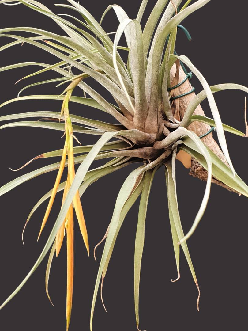 Bromeliads in Australia - Tillandsia barthlottii