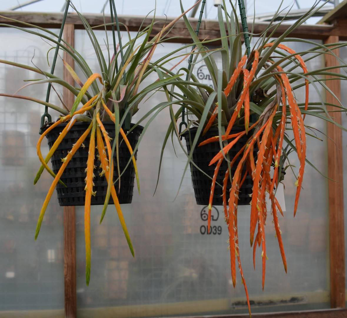 Bromeliads in Australia - Tillandsia barthlottii