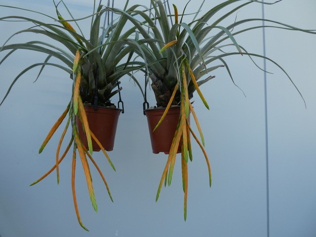Bromeliads in Australia - Tillandsia barthlottii