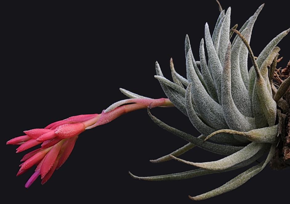 Bromeliads in Australia - Tillandsia brachyphylla