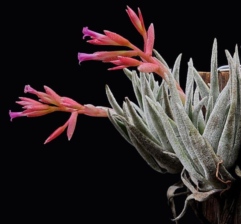 割引購入 Bromeliads in Australia - Tillandsia brachyphylla ブロメリア・エアープランツ