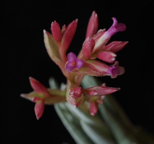 Bromeliads in Australia - Tillandsia brachyphylla