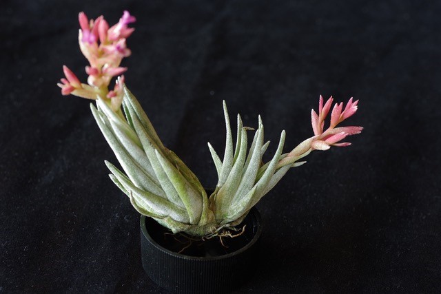 m*c様 Tillandsia brachyphylla Tillandsia brachyphylla - Wikipedia