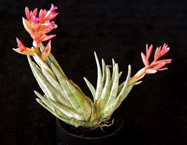 brachyphylla_g4.jpg