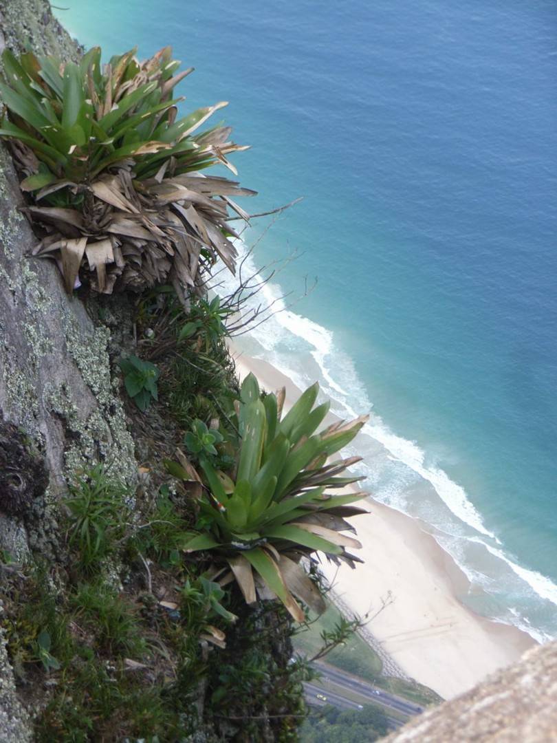 m*c様 Tillandsia brachyphylla Bromeliads in Australia - Tillandsia brachyphylla