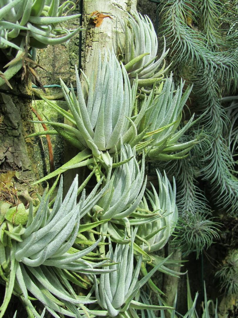 Bromeliads in Australia - Tillandsia brachyphylla