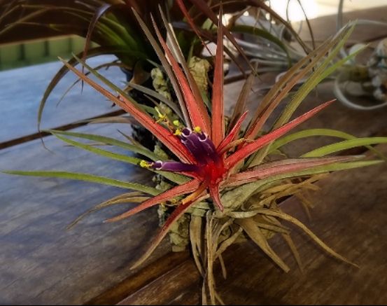 Tillandsia Brachycaulos Abdida