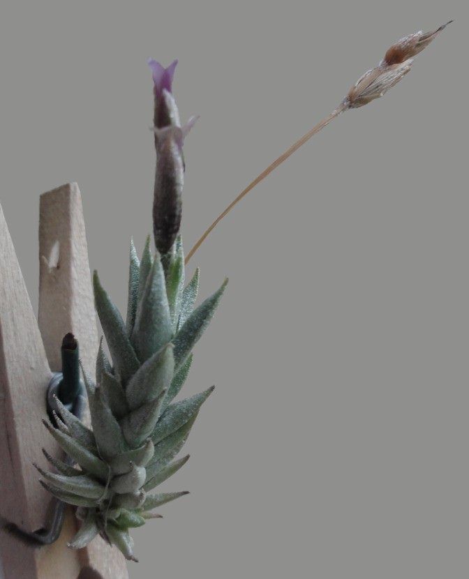 む*ん様 Tillandsia brealitoensis Tillandsia brealitoensis やっぱ花はこっちか… #bromeliad