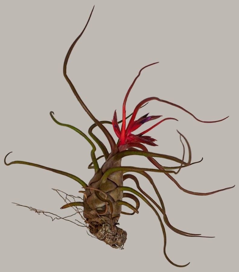 Tillandsia bulbosa forma alba ティランジア ブルボーサ・アルバ