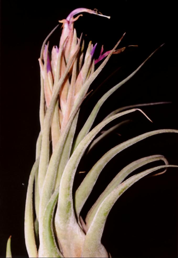 Bromeliads in Australia - Tillandsia caput-medusae x seleriana