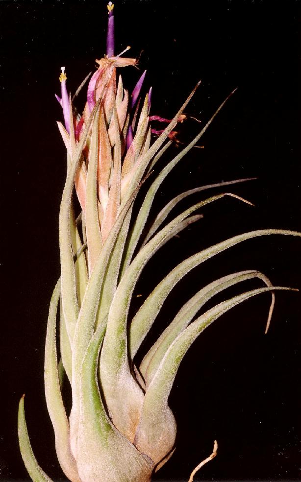 Bromeliads in Australia - Tillandsia caput-medusae x seleriana