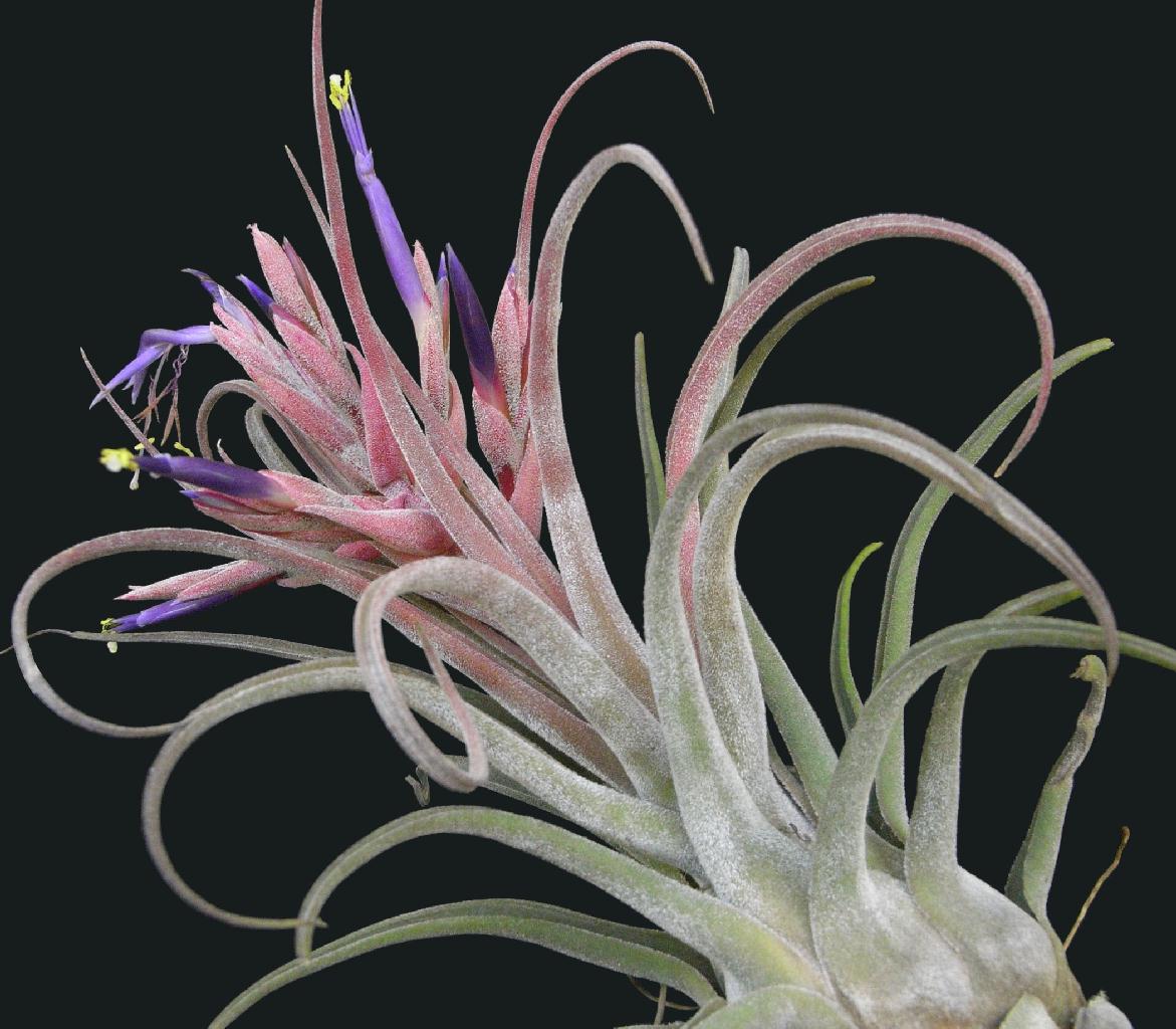 ehlersiana x caput-medusae　T'S TROPICALS IMG_4521__30128.1720757239.jpg?c=2